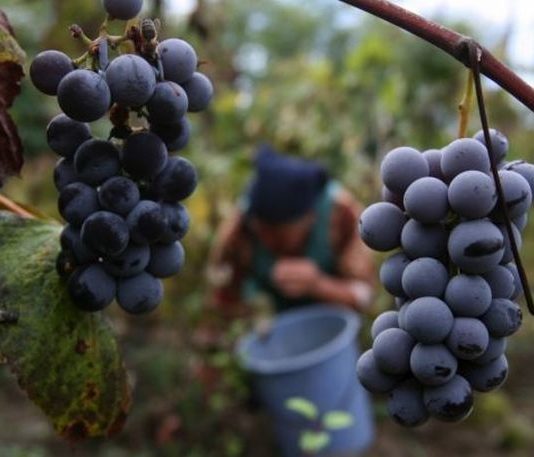 Marile podgorii din Moldova se plang ca nu au cu cine culege viile: Ziua de munca e platita cu 100 de lei, plus masa!