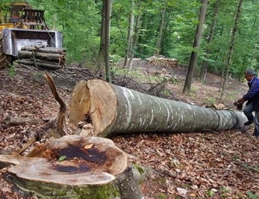 ROMSILVA anunta ca taierile legale din padurile tarii ar putea fi mult mai mari