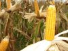 Uniunea Europeana a aprobat culturile agricole obținute prin Noile Tehnici Genomice