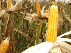 Uniunea Europeana a aprobat culturile agricole obținute prin Noile Tehnici Genomice