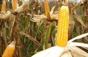 Desi agricultura Romaniei duduie, importam de aproape un miliard de euro mai multe produse agroalimentare decat exportam!