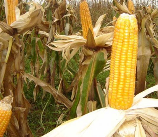 Desi agricultura Romaniei duduie, importam de aproape un miliard de euro mai multe produse agroalimentare decat exportam!