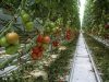 Investitie 100% romaneasca: Langa Timisoara se deschide cea mai mare sera de rosii din Romania!