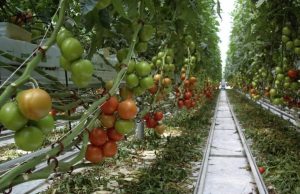 Investitie 100% romaneasca: Langa Timisoara se deschide cea mai mare sera de rosii din Romania!