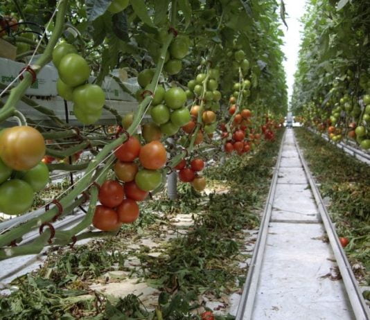 Investitie 100% romaneasca: Langa Timisoara se deschide cea mai mare sera de rosii din Romania!