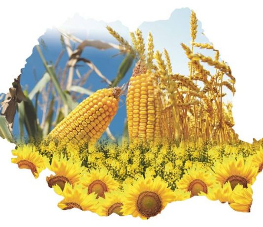 Ucraina suprasatureaza piata europeana de cereale. Europarlamentar: ”Cultivatorii români înregistrează pierderi uriașe!”