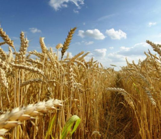 In timp ce Romania face slujbe, Ucraina a recoltat deja 6,5 milioane de tone, desi e in plin razboi!