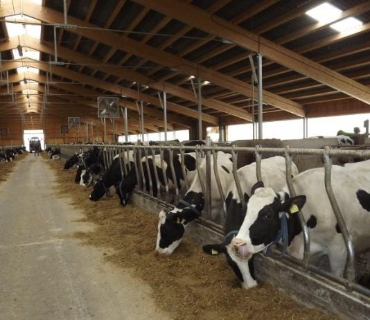 Furajele sunt scumpe si laptele foarte ieftin. Fermierii din Romania incep sa-si vanda vacile, ori sa le taie