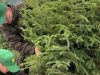 35 de lei bradutul: Romsilva scoate la vanzare aproape 31.000 de pomi de Crăciun