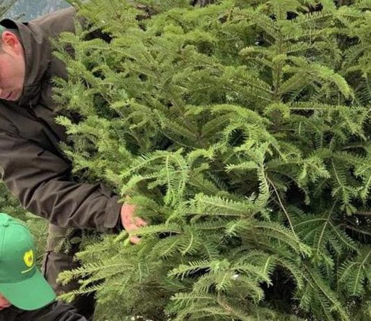 35 de lei bradutul: Romsilva scoate la vanzare aproape 31.000 de pomi de Crăciun